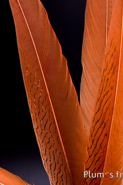 Faisan argenté paillettes bronzes - 32-38 cm - or aztèque